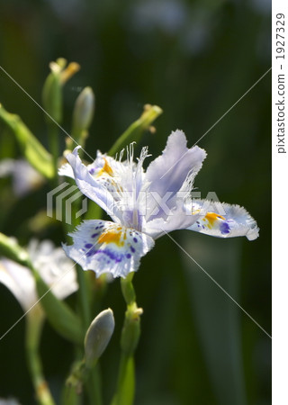 Shaga (d 090429 - 030) 1927329