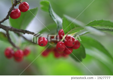 苦丁茶鋸緣青蟹 苦丁茶鋸緣青蟹 1927777