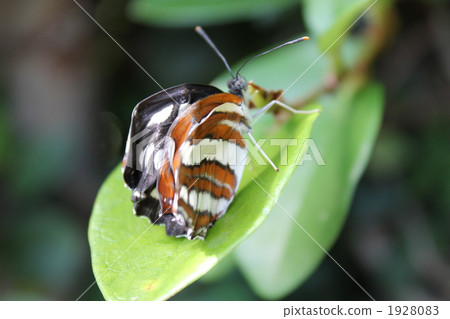 Emergence of butterflies Emergence of butterflies 1928083