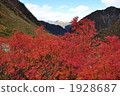 Fukuzawa curl's autumn leaves 1928687