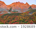 Fukuzawa curl's autumn leaves 1928689