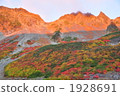 Fukuzawa curl's autumn leaves 1928691