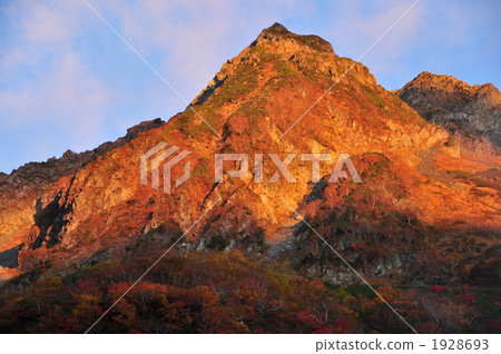 福澤捲曲的秋葉 福澤捲曲的秋葉 1928693