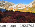 Fukuzawa curl's autumn leaves 1928708