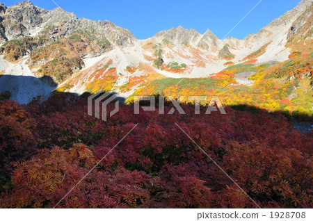 Fukuzawa curl's autumn leaves Fukuzawa curl's autumn leaves 1928708