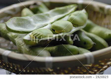 broad bean, faba bean, food 1928823