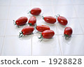 cherry tomato, cherry tomatoes, white background 1928828