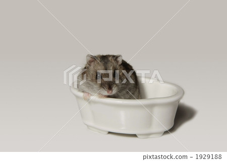Hamster in a bath Hamster in a bath 1929188