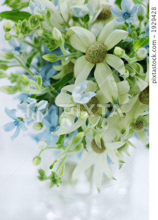 flannel flower, brewster, blossom 1929428