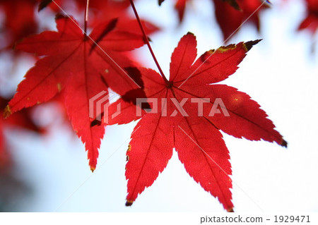 深紅色的秋葉 深紅色的秋葉 1929471