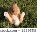 Sitting rabbit 1 1929558