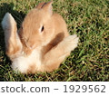 Sitting Usagi 2 1929562