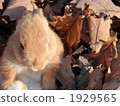 Sitting rabbit 3 1929565