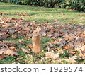 Rabbit Standing 1929574
