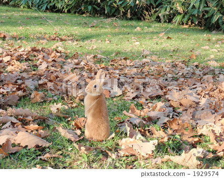 Rabbit Standing Rabbit Standing 1929574
