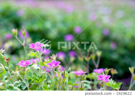 Cranesbill花 Cranesbill花 1929622