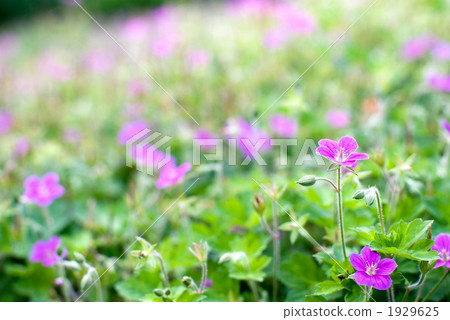 Cranesbill花 Cranesbill花 1929625