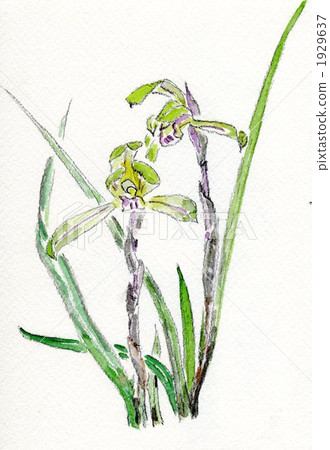 Chunlan (hand-drawn illustration) Chunlan (hand-drawn illustration) 1929637