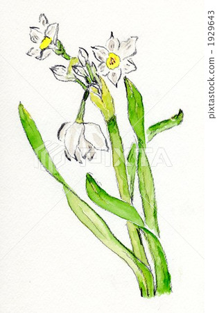 水仙（手繪插圖） 1929643