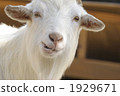mountain goat, goat, goats 1929671