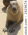 rodent, capybara, cavia 1929674