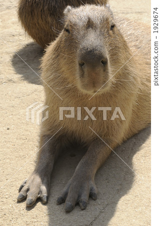 囓齒類的 水豚 豚鼠 1929674