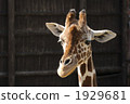 terrestrial animal, giraffe, animal 1929681
