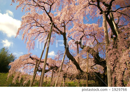 瀑布的櫻桃樹 櫻花 櫻 1929766