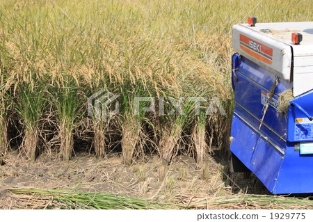水稻收割機 水稻豐收 年度盛事 1929775
