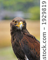falcon, hawk, bird 1929819
