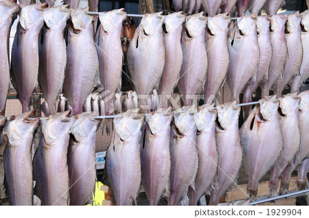 The heavenly sunbeat of Gray 1929904