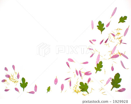 green leaf, chrysanthemum leaves, petals of chrysanthemum 1929928