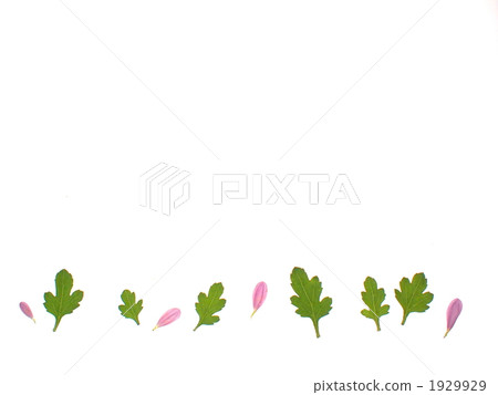 green leaf, chrysanthemum leaves, petals of chrysanthemum 1929929