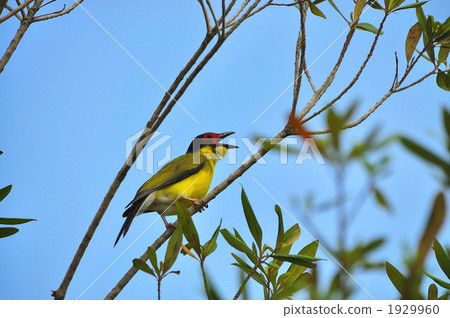 timor glasses oriole, wild bird, bird 1929960