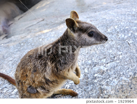 rock wallaby, wallaby, terrestrial animal 1929964