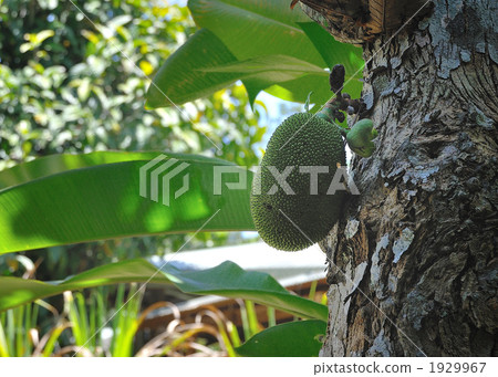 cacao, plant, vegetative 1929967