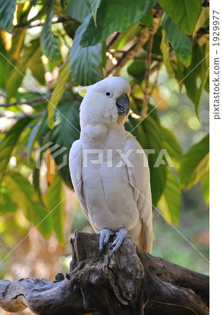 white parrot, parrot, aum 1929977