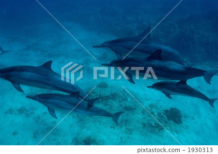 Hashinaga海豚 Hashinaga海豚 1930313