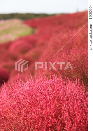 Kochia autumn leaves Kochia autumn leaves 1930604