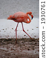 Pink Flamingo 1930761