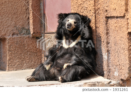 Sloth bear 1931261