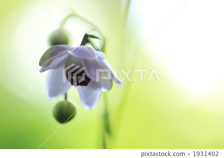 false anemone, mount mitake, pastel 1931402