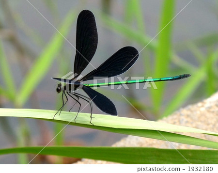 Atrocalopteryx蟬 Atrocalopteryx蟬 1932180