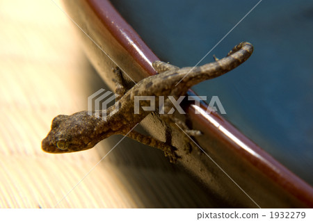 Gecko 1932279