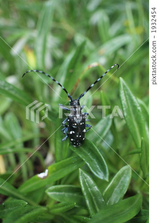 Gomadarakamikiri 1932454