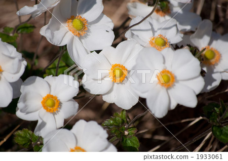 打破碗花花 1933061