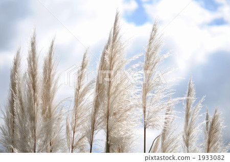 Pampasgrass Pampasgrass 1933082