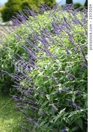 Salvia Salvia 1933084