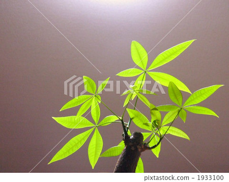 帕基拉對 1933100