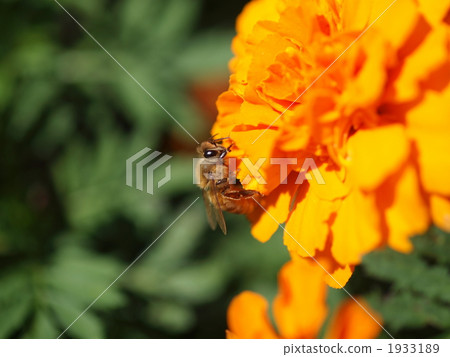 Honeybee 1933189